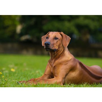 Lais Puzzle - Rhodesian Ridgeback - 100, 200, 500 & 1.000 Teile