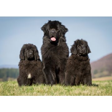 Lais Puzzle - Neufundländer - 100, 200, 500 & 1.000 Teile