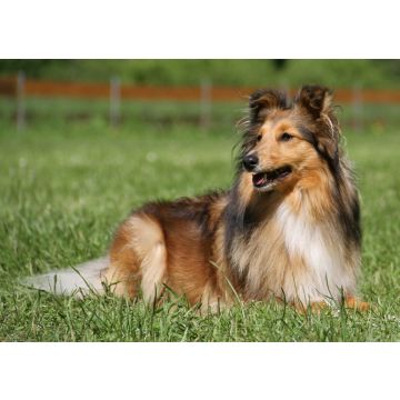 Lais Puzzle - Sheltie - 100, 200, 500 & 1.000 Teile