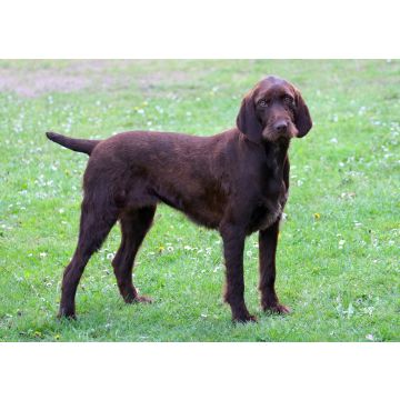 Lais Puzzle - Pudelpointer - 100, 200, 500 & 1.000 Teile