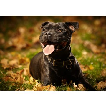 Lais Puzzle - Staffordshire Bullterrier - 100, 200, 500 & 1.000 Teile