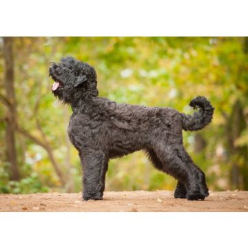 Lais Puzzle - Russischer Schwarzer Terrier - 100, 200, 500 & 1.000 Teile