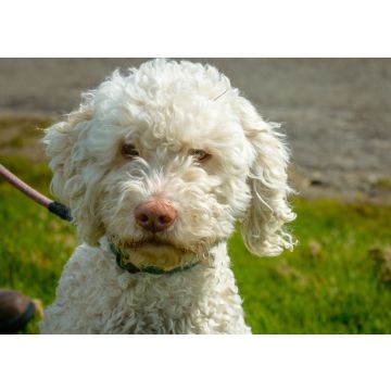 Lais Puzzle - Lagotto Romagnolo - 100, 200, 500 & 1.000 Teile