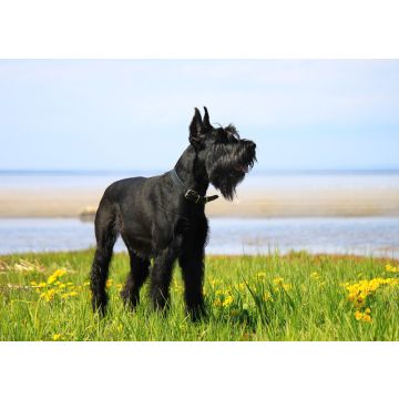 Lais Puzzle - Riesenschnauzer - 100, 200, 500 & 1.000 Teile