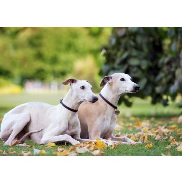 Lais Puzzle - Whippet - 100, 200, 500 & 1.000 Teile