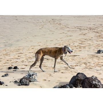 Lais Puzzle - Rampur WIndhund - 100, 200, 500 & 1.000 Teile