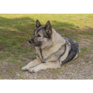 Lais Puzzle - Norwegischer Elchhund - 100, 200, 500 & 1.000 Teile