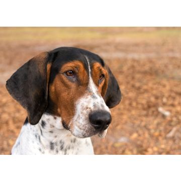 Lais Puzzle - Treeing Walker Coonhound - 100, 200, 500 & 1.000 Teile