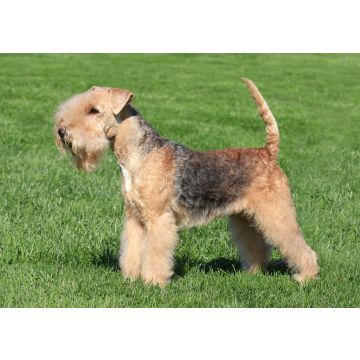 Lais Puzzle - Lakeland Terrier - 100, 200, 500 & 1.000 Teile
