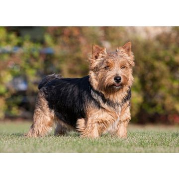 Lais Puzzle - Norwich Terrier - 100, 200, 500 & 1.000 Teile