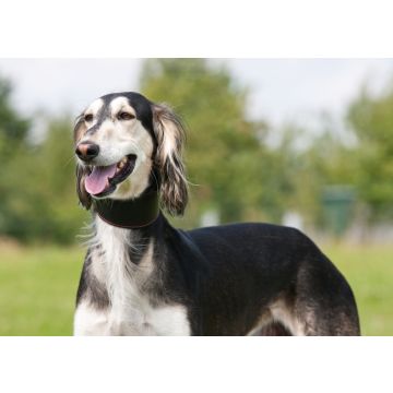 Lais Puzzle - Saluki - 100, 200, 500 & 1.000 Teile