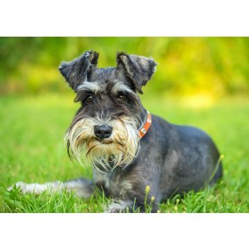 Lais Puzzle - Schnauzer - 100, 200, 500 & 1.000 Teile