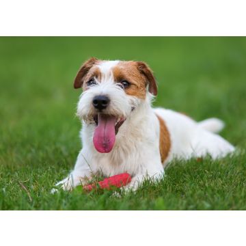 Lais Puzzle - Parson Russell Terrier - 100, 200, 500 & 1.000 Teile