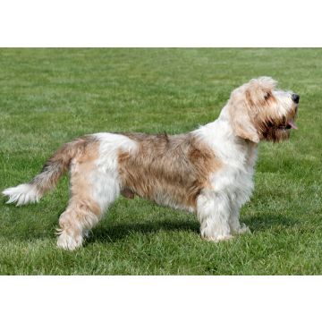 Lais Puzzle - Petit Basset Griffon Vendeen - 100, 200, 500 & 1.000 Teile