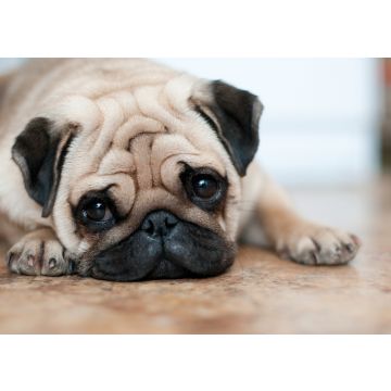 Lais Puzzle - Mops - 100, 200, 500 & 1.000 Teile