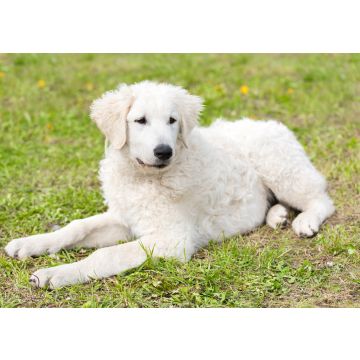 Lais Puzzle - Kuvasz - 100, 200, 500 & 1.000 Teile