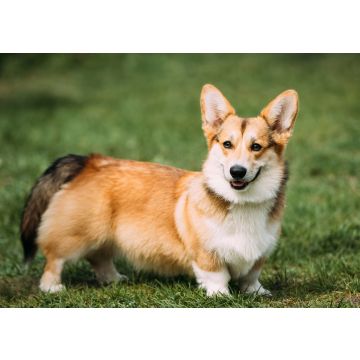 Lais Puzzle - Welsh Corgi Pembroke - 100, 200, 500 & 1.000 Teile