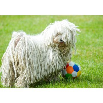Lais Puzzle - Puli - 100, 200, 500 & 1.000 Teile