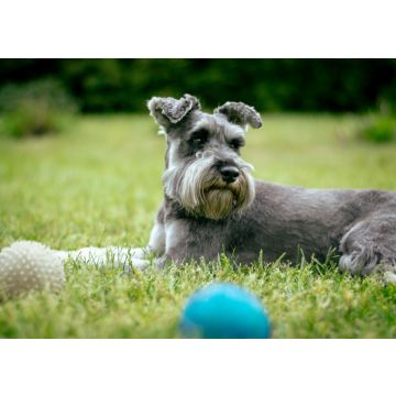Lais Puzzle - Zwergschnauzer - 100, 200, 500 & 1.000 Teile