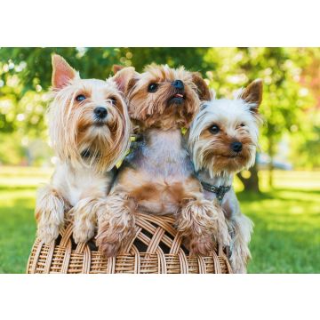 Lais Puzzle - Yorkshire Terrier - 100, 200, 500 & 1.000 Teile