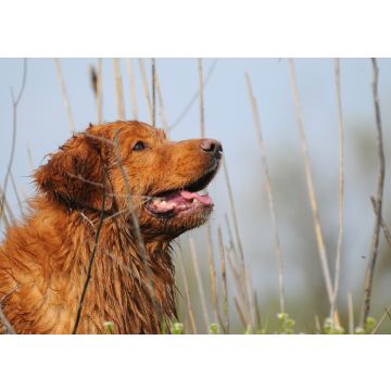 Lais Puzzle - Nova Scotia Duck Tolling Retriever - 100, 200, 500 & 1.000 Teile