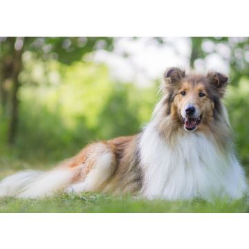 Lais Puzzle - Langhaarcollie - 100, 200, 500 & 1.000 Teile