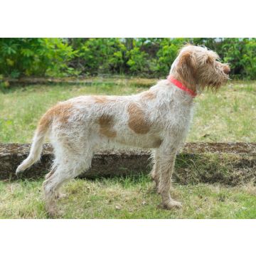 Lais Puzzle - Spinone Italiano - 100, 200, 500 & 1.000 Teile