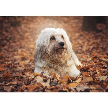 Lais Puzzle - Tibet Terrier - 100, 200, 500 & 1.000 Teile