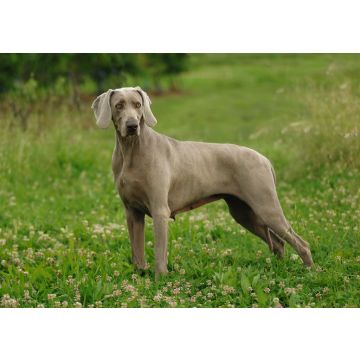 Lais Puzzle - Weimaraner - 100, 200, 500 & 1.000 Teile