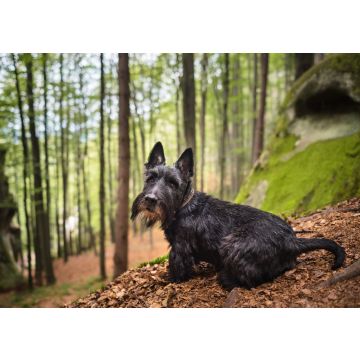 Lais Puzzle - Scottish Terrier - 100, 200, 500 & 1.000 Teile