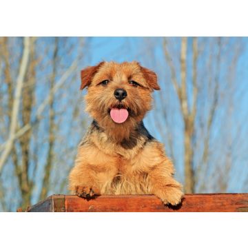 Lais Puzzle - Norfolk Terrier - 100, 200, 500 & 1.000 Teile