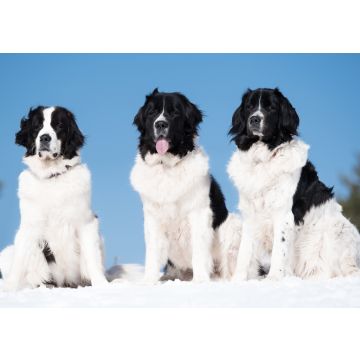 Lais Puzzle - Landseer - 100, 200, 500 & 1.000 Teile