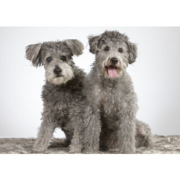 Lais Puzzle - Pumi - 100, 200, 500 & 1.000 Teile