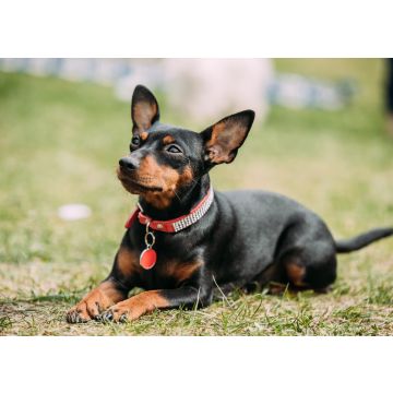Lais Puzzle - Zwergpinscher - 100, 200, 500 & 1.000 Teile