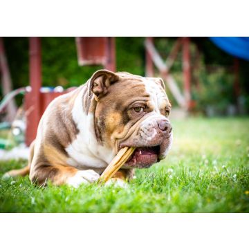 Lais Puzzle - Olde English Bulldogge - 100, 200, 500 & 1.000 Teile