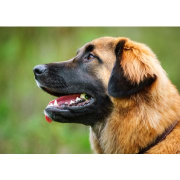 Lais Puzzle - Leonberger - 100, 200, 500 & 1.000 Teile