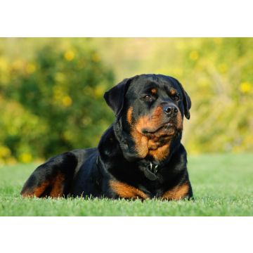 Lais Puzzle - Rottweiler - 100, 200, 500 & 1.000 Teile