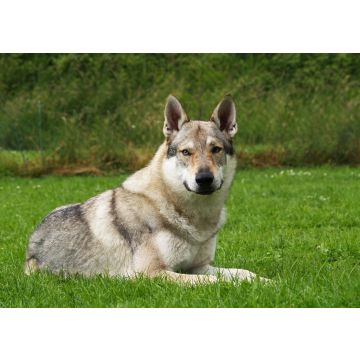 Lais Puzzle - Tschechoslowakischer Wolfhund - 100, 200, 500 & 1.000 Teile