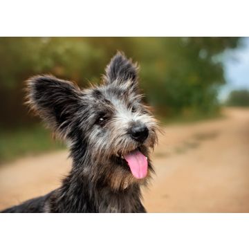 Lais Puzzle - Skye Terrier - 100, 200, 500 & 1.000 Teile