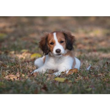Lais Puzzle - Nederlandse Kooikerhondje - 100, 200, 500 & 1.000 Teile