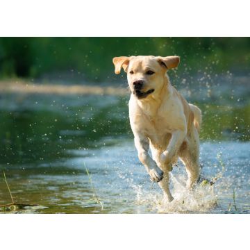 Lais Puzzle - Labrador Retriever - 100, 200, 500 & 1.000 Teile
