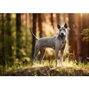 Lais Puzzle - Thai Ridgeback - 100, 200, 500 & 1.000 Teile