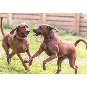 Lais Puzzle - Redbone Coonhound - 100, 200, 500 & 1.000 Teile