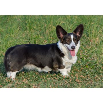 Lais Puzzle - Welsh Corgi Cardigan - 100, 200, 500 & 1.000 Teile
