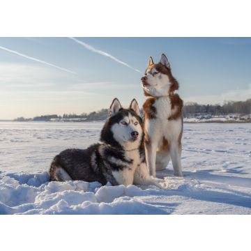 Lais Puzzle - Siberian Husky - 100, 200, 500 & 1.000 Teile