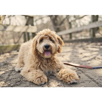 Lais Puzzle - Labradoodle - 100, 200, 500 & 1.000 Teile