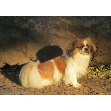Lais Puzzle - Tibet Spaniel - 100, 200, 500 & 1.000 Teile