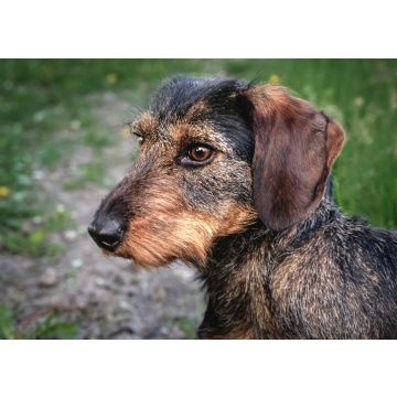 Lais Puzzle - Rauhhaardackel - 100, 200, 500 & 1.000 Teile