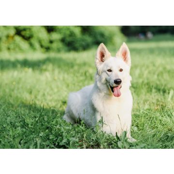 Lais Puzzle - Weißer Schweizer Schäferhund - 100, 200, 500 & 1.000 Teile