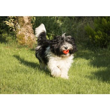 Lais Puzzle - Schapendoes - 100, 200, 500 & 1.000 Teile